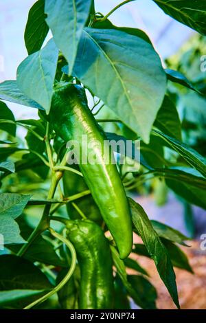 Peperoncino verde vivace sulla pianta primo piano a livello dell'occhio Foto Stock