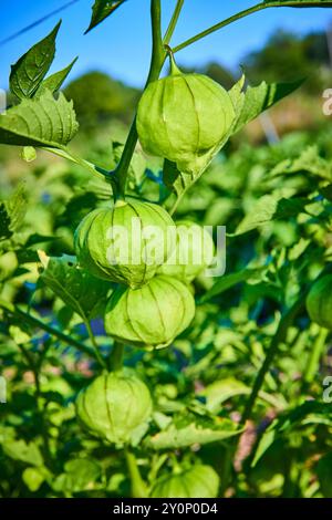 Primo piano di Green Tomatillos on Plant in Garden Foto Stock