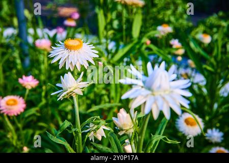 Daisies in fiore nel rigoglioso giardino in primo piano Foto Stock