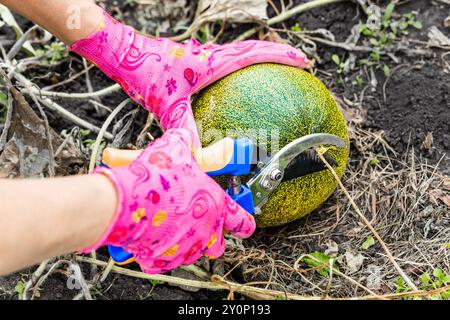 un contadino taglia un melone maturo, disteso su un letto. cresce il melone in giardino. rifilatura dello stelo di un melone. taglio del cordone ombelicale Foto Stock