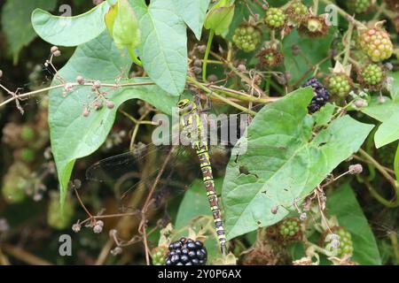 Southern Hawker o Blue Hawker Dragonfly femmina - Aeshna cyanea Foto Stock