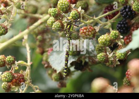 Southern Hawker o Blue Hawker Dragonfly femmina su blackberry - Aeshna cyanea Foto Stock