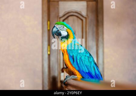 Il pappagallo di Macaw con piumaggio colorato si trova su una ringhiera in una casa sullo sfondo di un muro Foto Stock