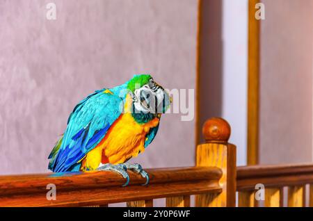 Il pappagallo di Macaw con piumaggio colorato si trova su una ringhiera in una casa sullo sfondo di un muro Foto Stock