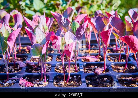 Piantine Young Kale in vassoio di plastica nero primo piano a livello degli occhi Foto Stock