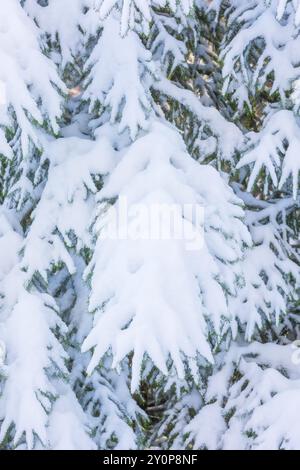 Ramo di abete ricoperto di neve pesante, sfondo delle festività natalizie Foto Stock
