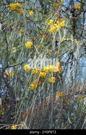 palo verde, palo verde messicano, Jerusalemsdorn, Épine de Jérmingham, Parkinsonia aculeata, isola Isabela, Galápagos, Ecuador, Sud America Foto Stock