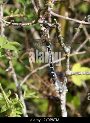 Southern Hawker maschile o Blue Hawker Dragonfly, Aeshna cyanea, Aeshnidae. Totternhoe Knolls, Chilterns, Bedfordshire, Regno Unito. Foto Stock