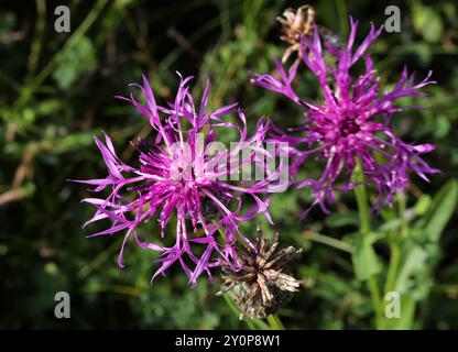 Greater Knapweed Flower, Centaurea scabiosa, Asteraceae. Totternhoe Knolls, Chilterns, Bedfordshire, Regno Unito. Si trova una maggiore knapweed che cresce nel gras secco Foto Stock