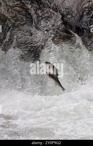 Due salmoni Chinook (Oncorhynchus tshawytscha), noti anche come Spring, King o Tyee, saltano una cascata nel fiume Kakweiken durante la corsa del salmone Foto Stock