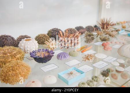 Una collezione di ricci di mare e di esemplari marini diversi è disposta su una vetrina, evidenziando le loro forme, colori e texture uniche in una Foto Stock