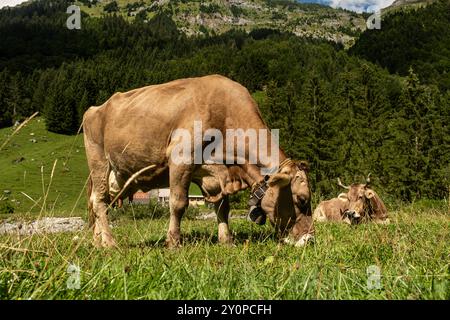 Mucca svizzera su pascolo estivo. Mucca che pascolano nelle Alpi. Mucca in un campo. Mucche da latte al pascolo svizzero. Mucca matura in un campo verde. Foto Stock