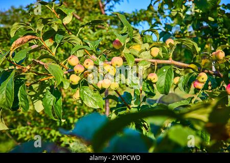 Mele verdi sul ramo Orchard al Golden Hour Foto Stock