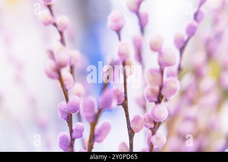 I morbidi fiori viola emergono sui rami sottili, catturando la delicata luce della primavera. I delicati fiori creano un'atmosfera serena in un ambiente tranquillo Foto Stock