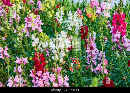 Snapdragon Flower Garden in piena fioritura a livello degli occhi Foto Stock