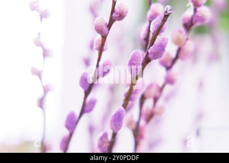 Piccoli boccioli viola emergono dolcemente da steli sottili, catturando l'essenza dell'arrivo della primavera. La luce soffusa ne esalta la delicatezza, creando Foto Stock