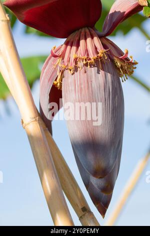 Particolare di un fiore di banana (Musa x paradisiaca), noto come ghianda, è l'infiorescenza maschile che dà origine ai frutti, le banane Foto Stock