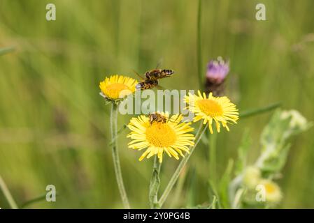 Dronefly a strisce (Eristalis nemorum) con un maschio che vola sopra (e protegge) una femmina che si nutre di Fleabane. Tipico di questa specie. Foto Stock