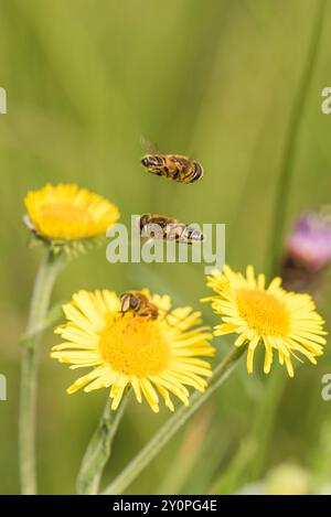 Dronefly a strisce (Eristalis nemorum) con un maschio che vola sopra (e protegge) una femmina che si nutre di Fleabane. Tipico di questa specie. Foto Stock