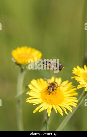 Dronefly a strisce (Eristalis nemorum) con un maschio che vola sopra (e protegge) una femmina che si nutre di Fleabane. Tipico di questa specie. Foto Stock