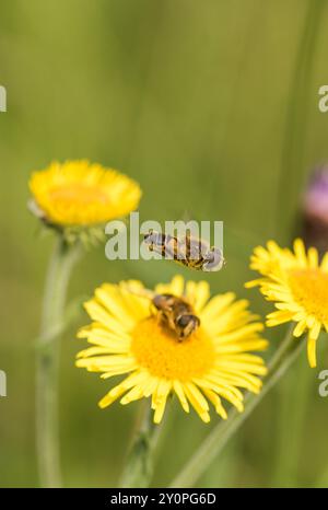 Dronefly a strisce (Eristalis nemorum) con un maschio che vola sopra (e protegge) una femmina che si nutre di Fleabane. Tipico di questa specie. Foto Stock