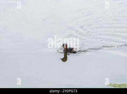 Nuoto Little Grebe (Tachybatus ruficollis) a Rye Meads, Herts Foto Stock