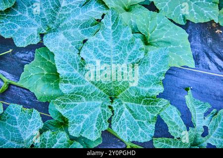 Grandi foglie verdi di squash sulla copertura del terreno scuro Vista a livello dell'occhio Foto Stock