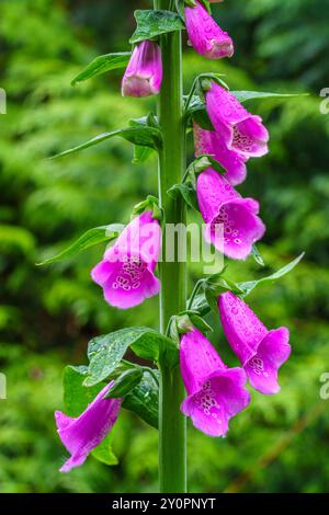 Vertical image of flowering Common Foxglove (digitalis purpurea). Foto Stock