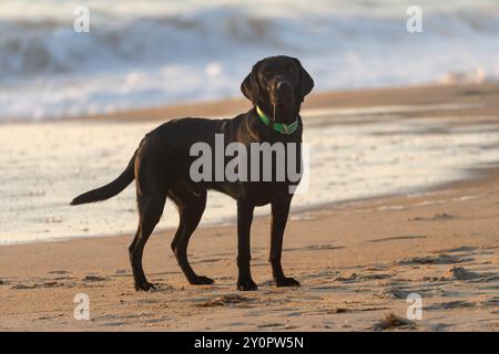 Cane Black Labrador Retriever in spiaggia, all'alba. Sbavando mentre si trova nella sabbia in riva al mare Foto Stock
