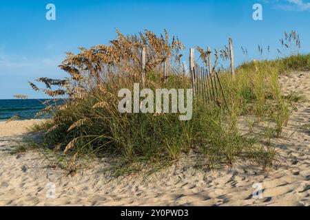 Area di erba marina o avena marina sulla spiaggia - Nags Head North Carolina - Outer Banks Foto Stock