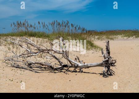 Alberi caduti sradicati sulla spiaggia - Cape Hattaras National Seashore - Outer Banks, North Carolina Foto Stock