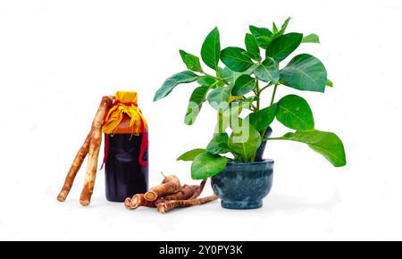 Olio ayurvedico tradizionale di ashwagandha e foglie verdi con vista frontale in polvere Foto Stock