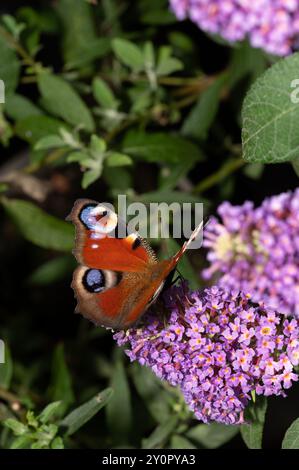 Farfalla di pavone (Aglais io) su lilla lilla estiva (Buddleja Davidii) Foto Stock