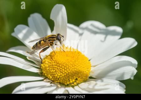 Primo piano di una vespa Hoverfly su una margherita bianca con centro giallo Foto Stock