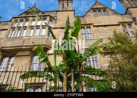 Vista della grande pianta di banane foglie che cresce nel giardino del Merton College dalla Dead Man's Walk in estate agosto Oxford City Inghilterra Regno Unito KATHY DEWITT Foto Stock