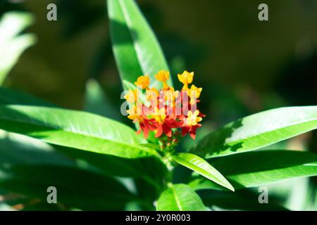 Fiori gialli e arancioni in fiore presso i giardini botanici dell'Oxford Botanic Garden all'interno di una serra in agosto Inghilterra Regno Unito Gran Bretagna KATHY DEWITT Foto Stock