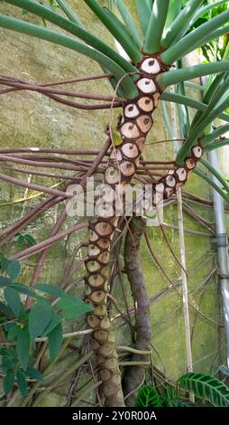 Thaumatophyllum bipinnatifidum stabilimento sudamericano in serra presso l'Oxford Botanic Garden Inghilterra Regno Unito Gran Bretagna KATHY DEWITT Foto Stock