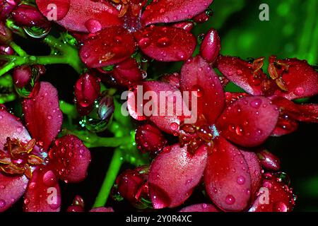 Fiori rossi di Jatropha con gocce di pioggia Foto Stock