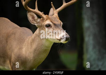 Ritratto buck con coda bianca Foto Stock