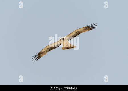 Ha avviato Eagle Hieraaetus pennatus in volo Foto Stock