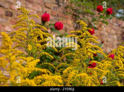 Fiori colorati, tra cui Goldenrod giallo brillante e adatto alle api, che crescono presso lo storico giardino murato di Eastcote House. Londra Regno Unito. Foto Stock