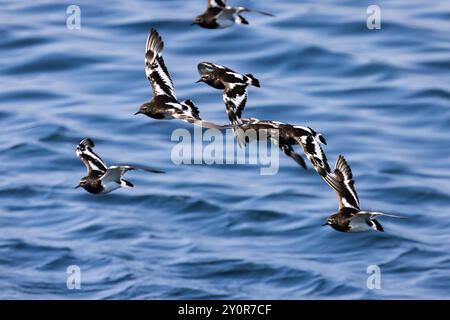 Black Turnstone, Arenaria melanocephala, affluiscono in volo a Port Townsend, Stato di Washington, Stati Uniti Foto Stock