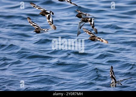 Black Turnstone, Arenaria melanocephala, affluiscono in volo a Port Townsend, Stato di Washington, Stati Uniti Foto Stock