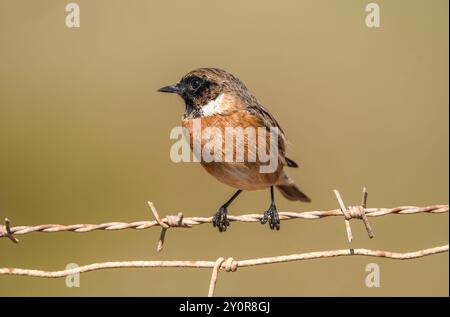 European stonechat (Saxicola rubicola) giovane maschio su filo, Andalusia, Spagna. Foto Stock
