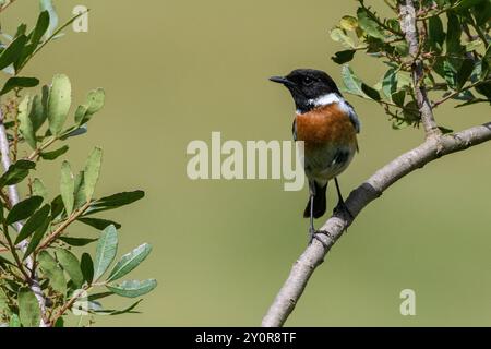 Maschio europeo Stonechat (Saxicola rubicola) appollaiato Foto Stock