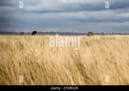 Struzzi selvatici nel Nairobi Safari Park, Kenya Foto Stock