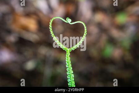 Foto ravvicinata di fronde di felce verdi che si dispiegano a forma di cuore su sfondo naturale. Foto Stock