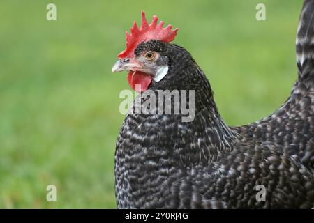 Gallina di roccia libera libera in un cortile. Foto Stock