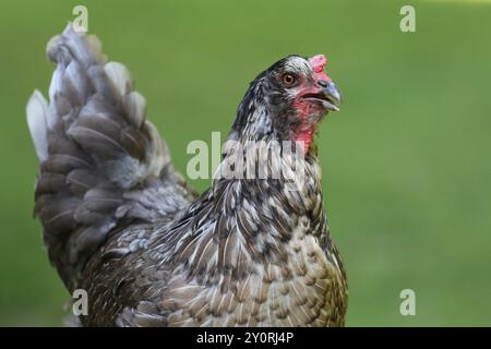 Gallina di Pasqua in libertà in un cortile. Depone uova blu o verdi. Foto Stock