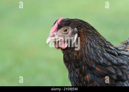 Gallina wyandotte libera che si aggira in un cortile vicino alla testa Foto Stock